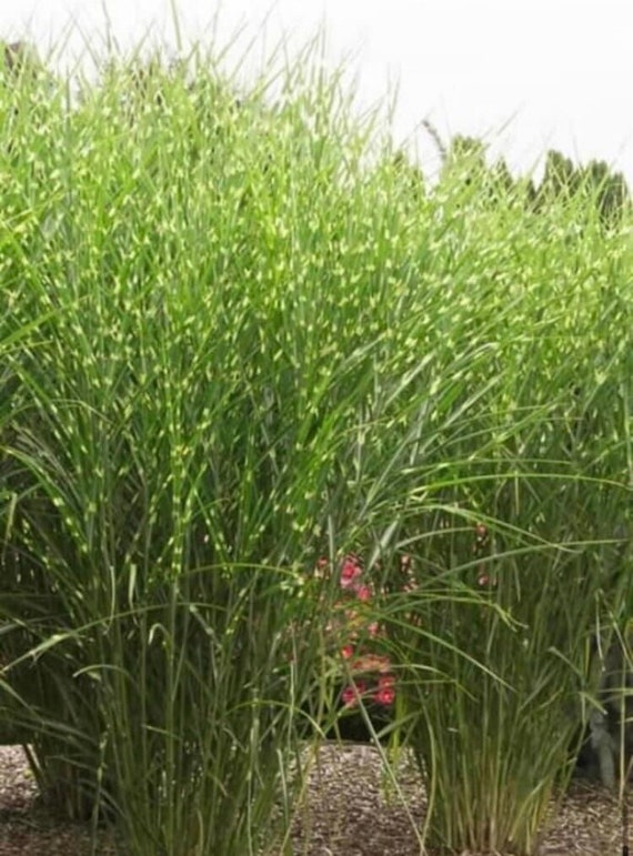 Tiger grass 2024