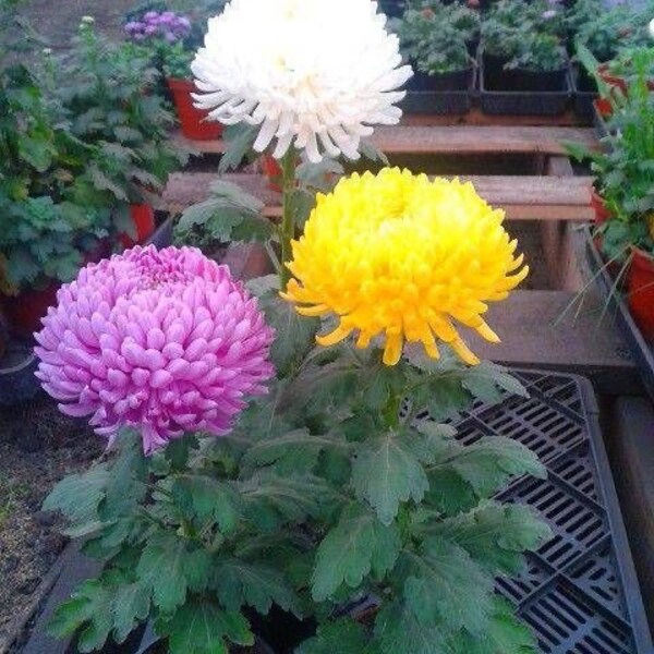 Chrysanthemum Seeds Etsy
