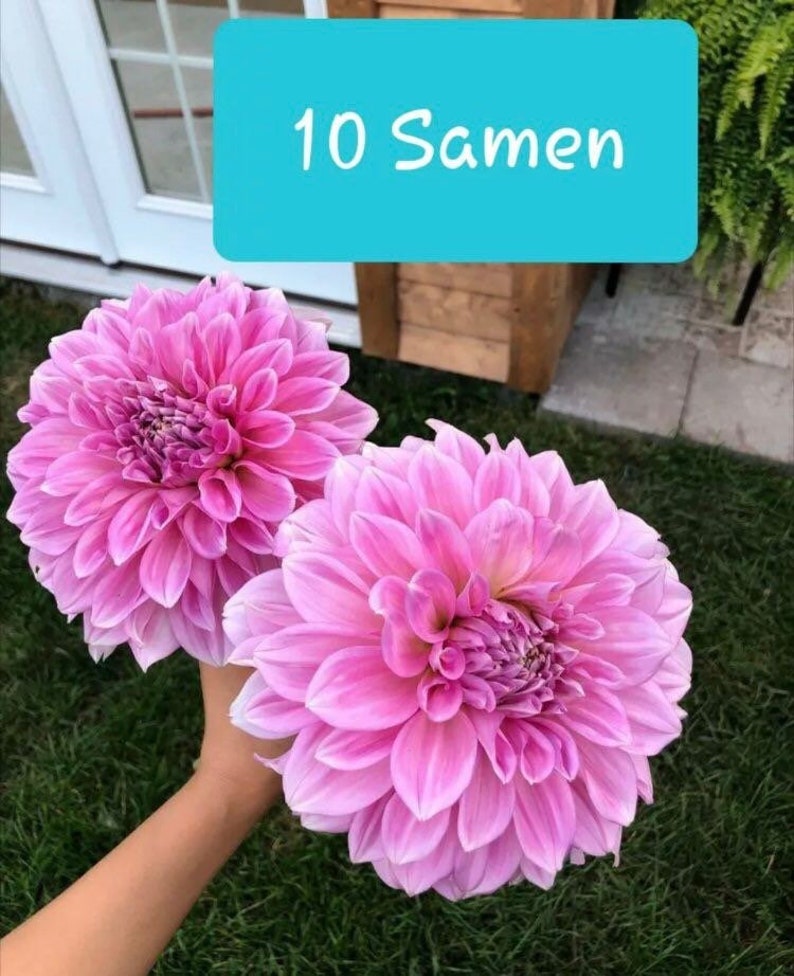 N227 Riesen Dahliensamen Dahlia Dahlien Samen Saatgut 5 Seeds Etsy.de