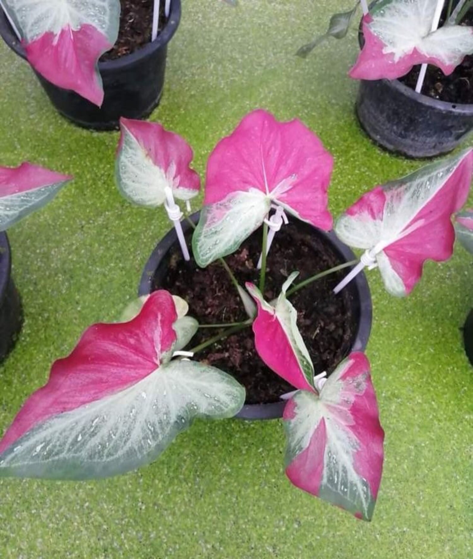 No 54 Caladiumsamen Caladium Seeds Samen Zaden Tohum Etsy