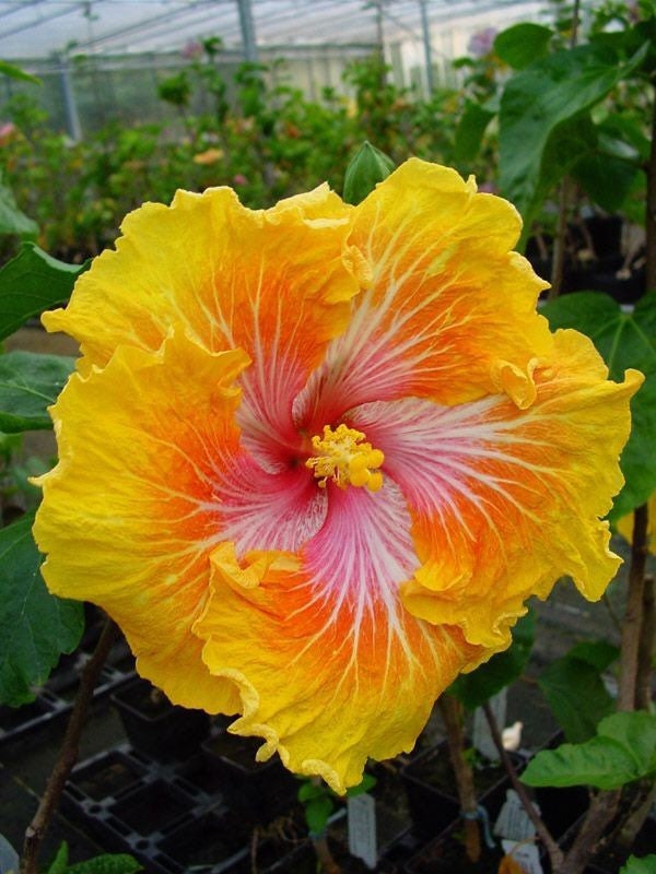 Nr 137 Hibiskus Hibiscus Seeds Saatgut Hibiskussamen Riesen Hibisco Big
