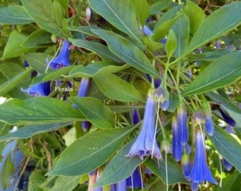 279 / 10 blue angel's trumpet seeds Seeds Zaden Angel's Trumpet | bell bush | Acnistus Big Blue | Burgmansia Seeds | Trumpet