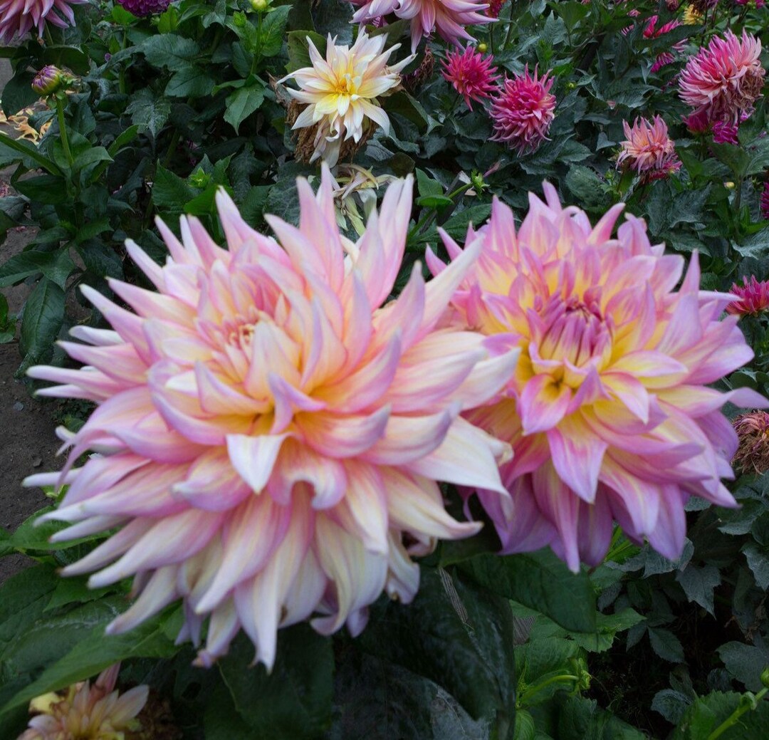 N243 Seeds 10 Seeds Giant Dahlia Big Dahlia Seeds Flower Seeds Etsy