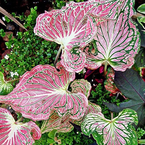 No 50 Caladium Caladiumseeds Kaladie 5 Samen Seeds Zaden Etsy Australia