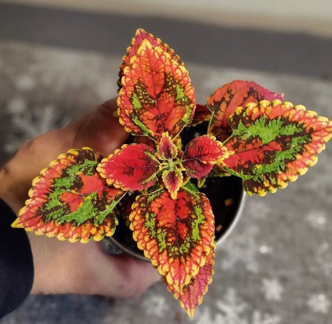 No 33 Coleus Seeds Coleus 10 Seeds Seeds Flower Seeds Nettle Etsy