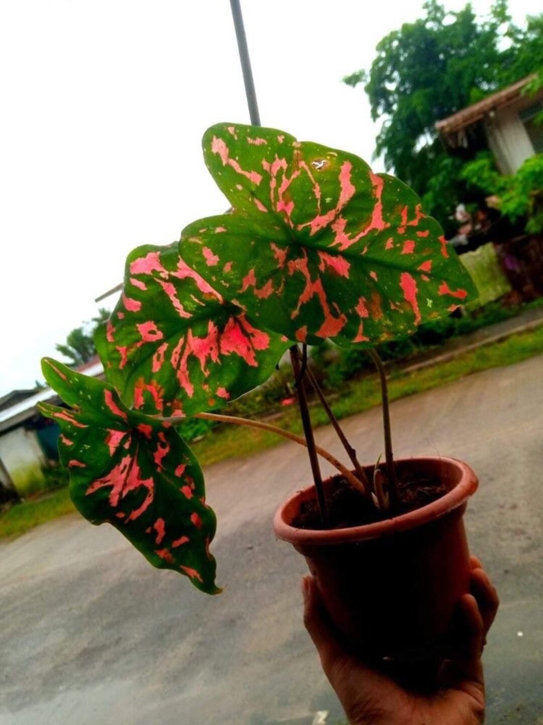 No 50 Caladium Samen Big Plants Kaladie 5 Samen Seeds Zaden Etsy 