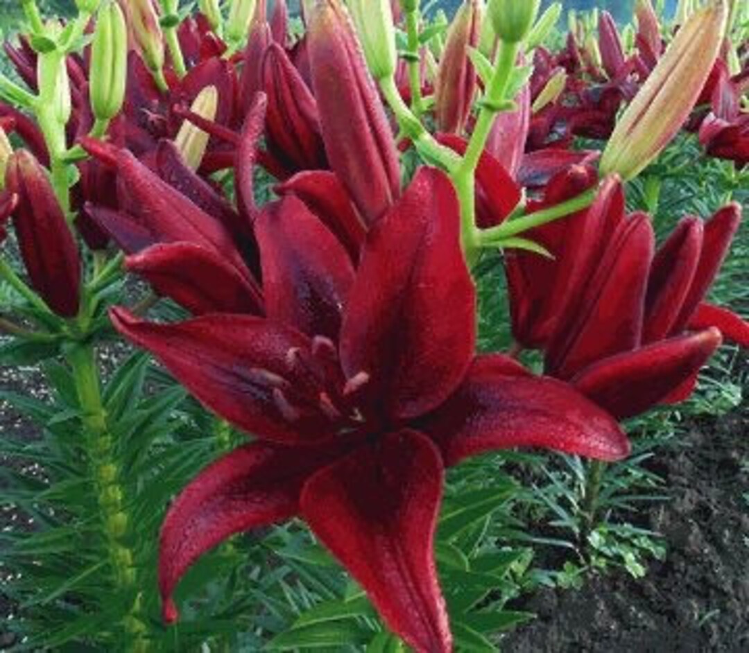 41+ Lilien Zwiebel Pflanzen, Lilien sind ausdauernde, krautige