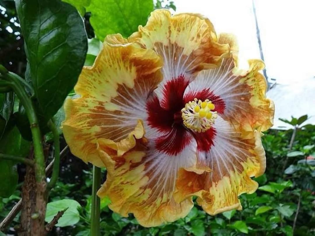 Nr169 Hibiscus Seeds Hibiscus 5 Seeds Zaden Seeds Hibiscus Big Etsy