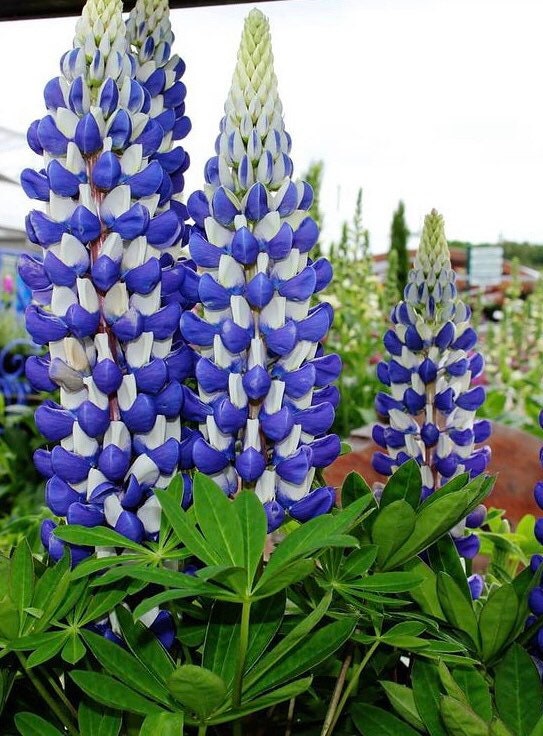 Lupine Plants - Etsy UK