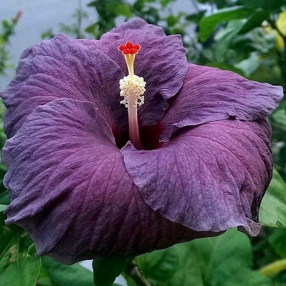 Nr 140 Samen Purple Hibiskus 20 Seeds Plants Hibiscus Big - Etsy Canada