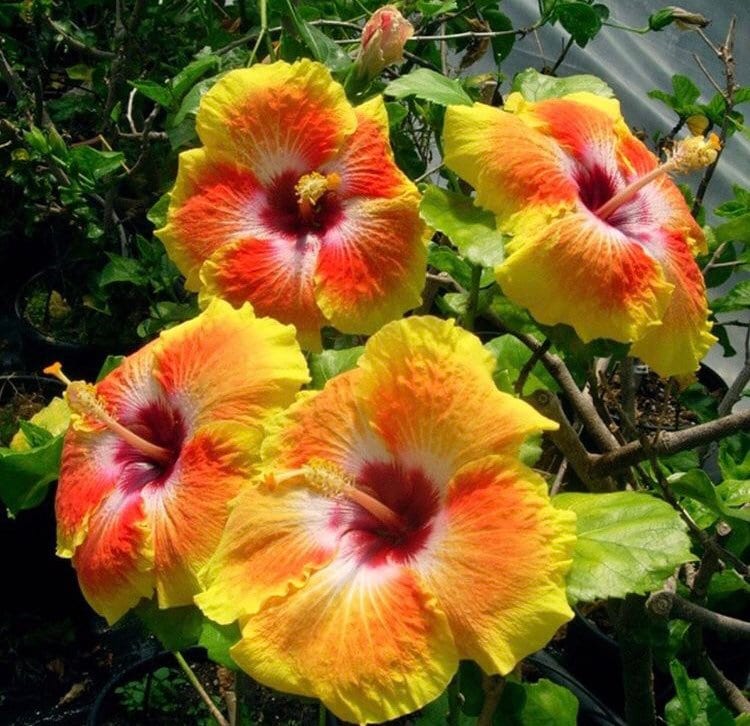 Nr 137 Hibiscus Seeds Hibiscus 20 Seeds Hibisco Seeds Cicek Etsy UK