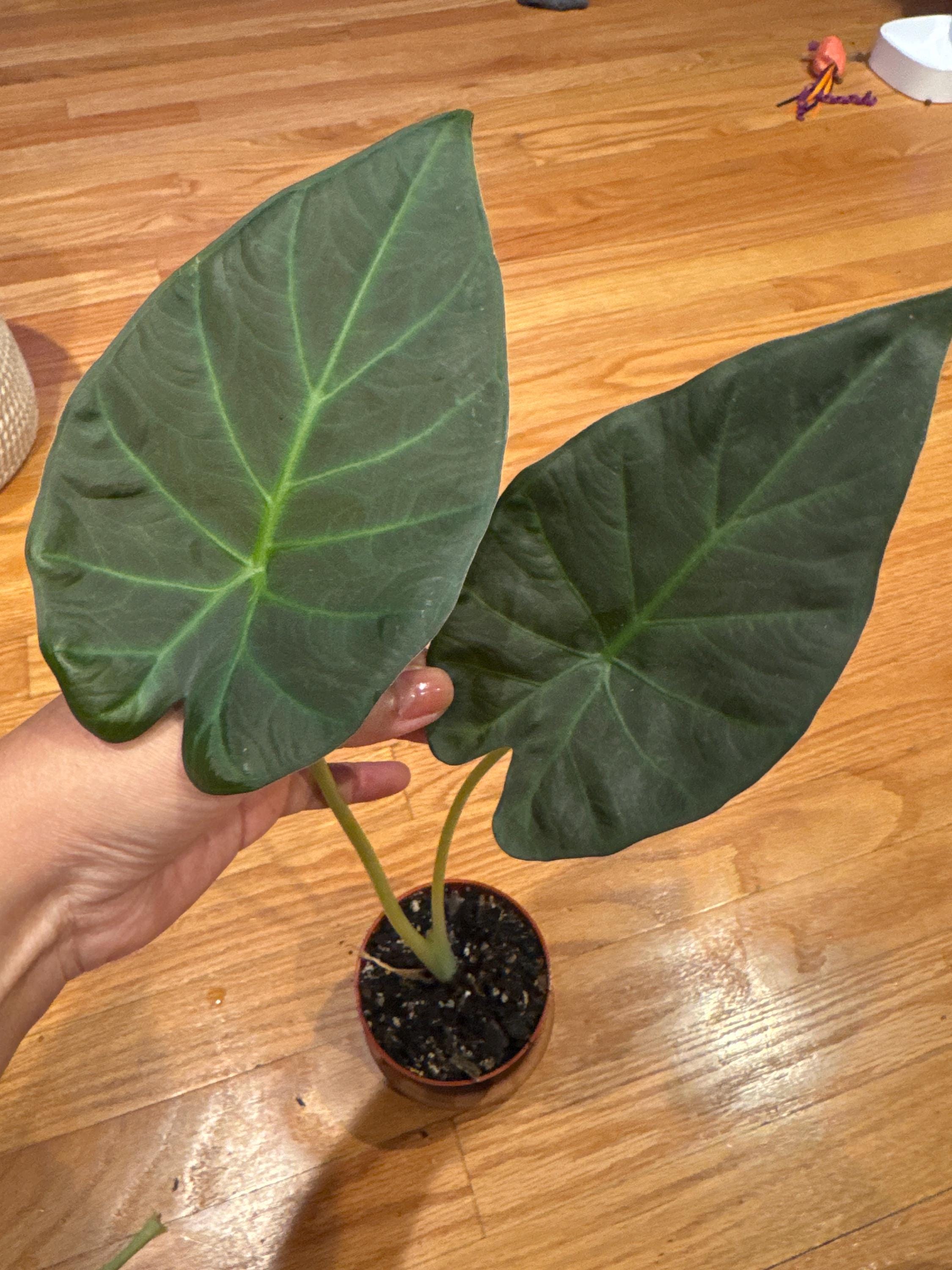 Alocasia Corms Regal Shield - Etsy
