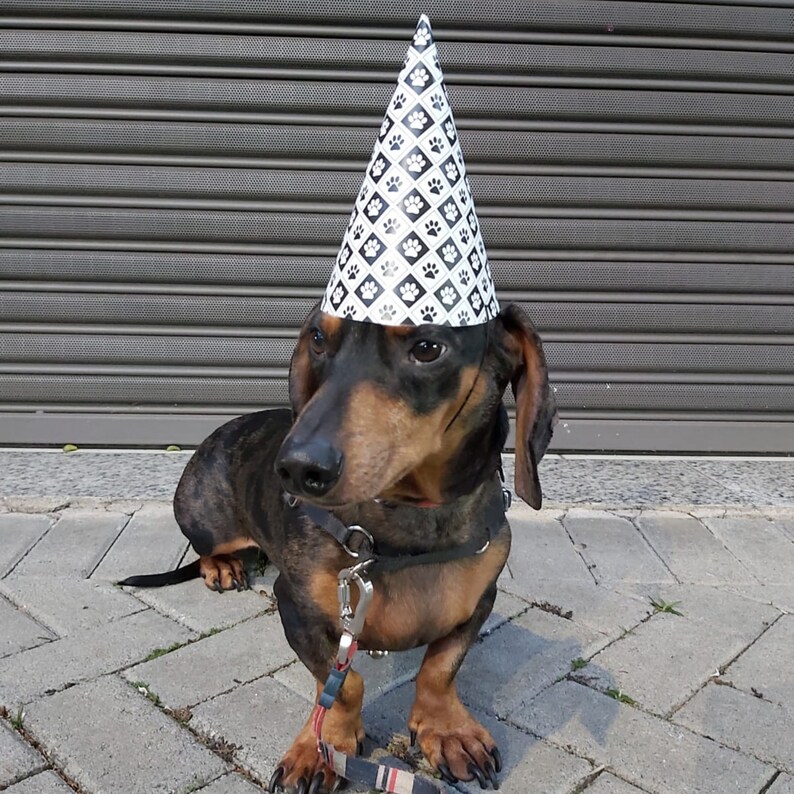 Pet Party Hat Printable PDF File Dog Party Hat Printable Dog - Etsy