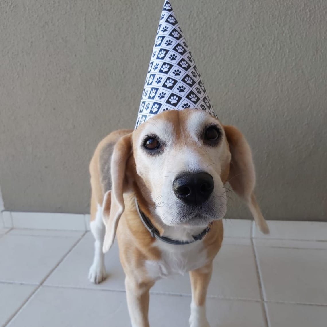 Pet Party Hat Printable PDF File Dog Party Hat Printable Dog - Etsy