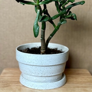 Maceta de cerámica Level-Up con platillo – Suculentas y plantas pequeñas