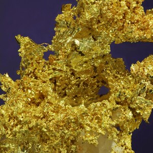 Wire Gold Cluster with White Quartz Belshazzar Mine, Quartzburg Mining District, Boise County, Idaho image 6