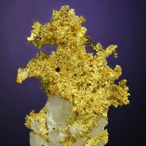 Wire Gold Cluster with White Quartz Belshazzar Mine, Quartzburg Mining District, Boise County, Idaho image 3