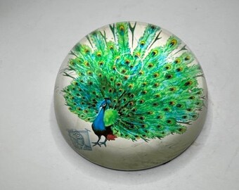 Vintage Paperweight Domed Clear Glass Peacock Postcard 3"