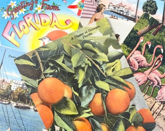 Set of Vintage Florida Postcards, Used or Unused florida postcard lot,  florida cards, Florida postcards, Florida post cards, print set