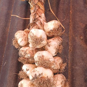 May include: A braided bunch of off-white garlic bulbs with dried, light brown papery skins and roots. The stems are woven together at the top into a thick, textured braid, with loose, dried stalks extending upward from the braided handle.