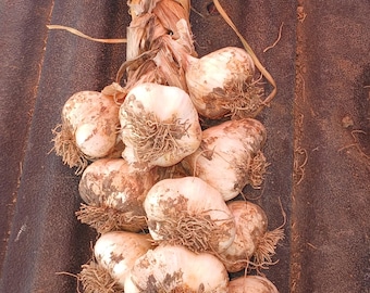 California White Garlic Braid