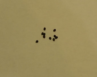 7 SEEDS of a very rare plant Madagascar Jewel. Very easy to take care. Seeds recently collected from my own plants
