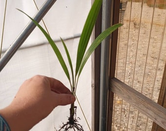 25 Windmill Palm Seedlings