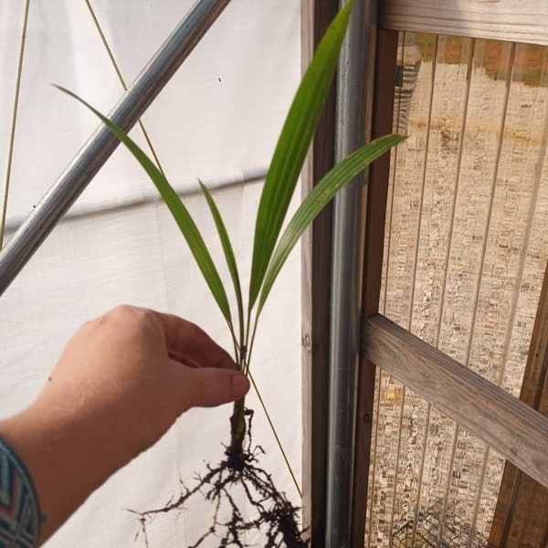 25 Windmill Palm Seedlings