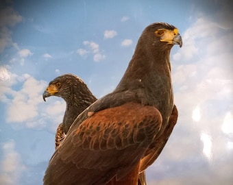 Vintage Harris's Hawk Pair Professional Photography Art New