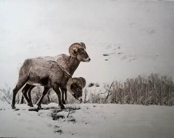 Pecora Bighorn vintage su tela dell'artista fotografico Robert Koch