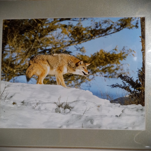 Vintage The Coyote by Professional Photographer  Matted  NEW (glare from my camera)