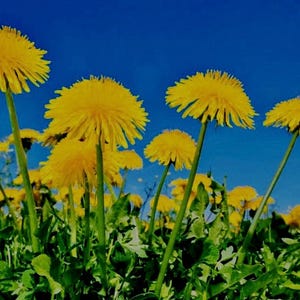 Dandelion Tincture