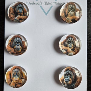 May include: Six round glass magnets with images of orangutans. The magnets are arranged in two rows of three. The background is white with the text "Cabochon Design Studio" and "Handmade Glass Magnets" printed on it.