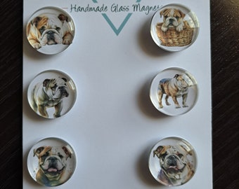 English Bulldog Magnets, Glass, Cabochon, Fridge Magnets, Home Decor, Gift Idea