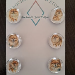 May include: Set of six round glass magnets featuring a brown and white Pomeranian dog. The magnets are displayed on a white card with the text "Bochon Design Studio" and "Handmade Glass Magnet".