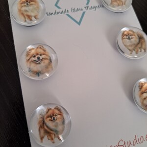 May include: Set of five round glass magnets featuring a brown and white Pomeranian dog. The magnets are handmade and have a white background. The text "Cabochon Design Studio" is printed on the bottom of the card.
