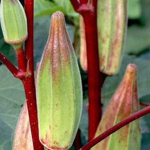 okra mix