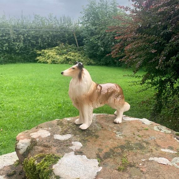 Rough 'Lassie' Collie, Rough Collie Dog laying down for por…