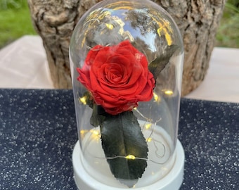 Preserved Red Rose Gift: Valentine's Day Anniversary Flower