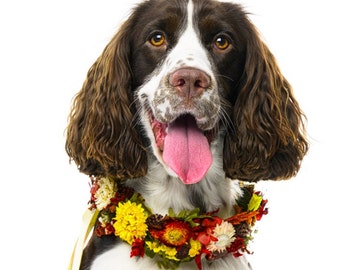 Acessórios para coleira de cachorro com estampa floral: Coleira decorativa para animais de estimação