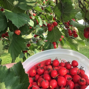 Dried Hawthorn Berries (Crataegus) - Naturally Harvested Botanical Goodness