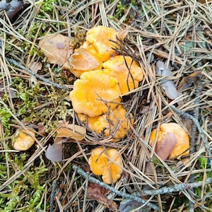 Dried Organic Chanterelle Mushrooms - Nature&#39;s Culinary Delight