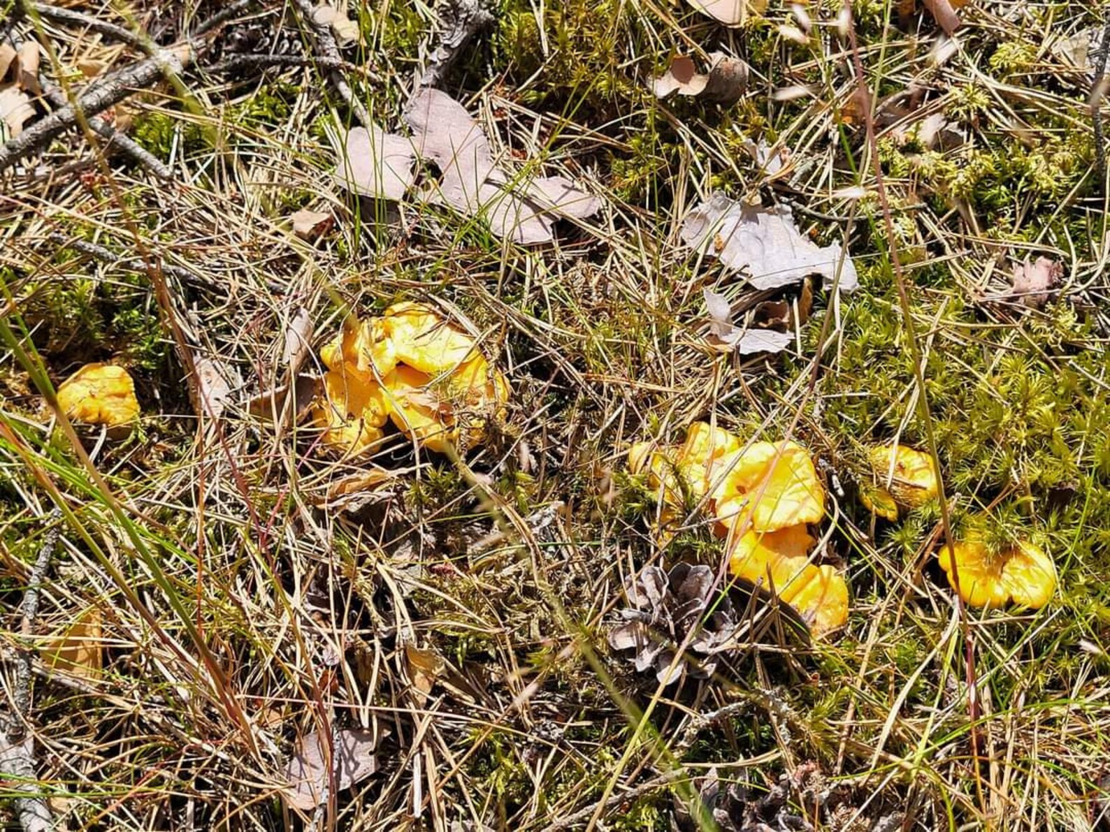 Dried Organic Chanterelle Mushrooms - Nature's Culinary Delight - Etsy