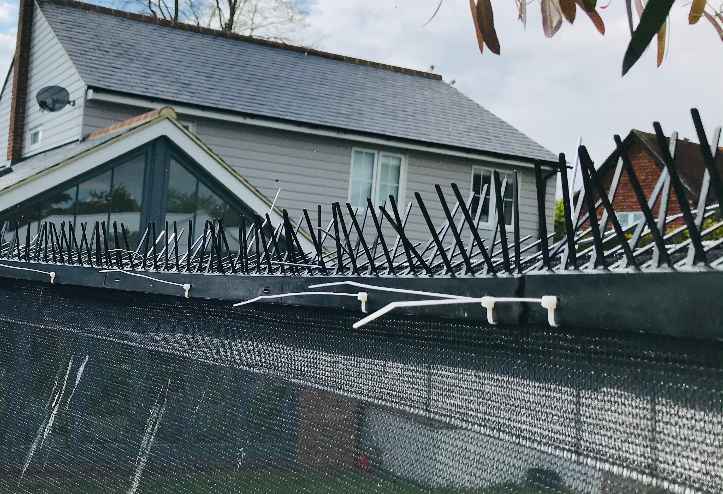 cliff guide lilac stop birds pooping on trampoline paper scarf Surprised