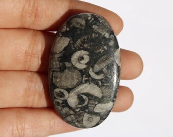 Puede incluir: Piedra pulida de forma ovalada con un patrón blanco y negro de amonitas fosilizadas.