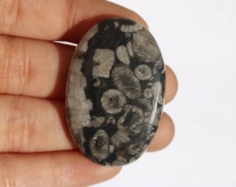 Puede incluir: Piedra pulida de forma ovalada con un patrón único de conchas fosilizadas en tonos grises y negros. La piedra tiene una superficie lisa y brillante y un aspecto natural. La piedra se sostiene en una mano.
