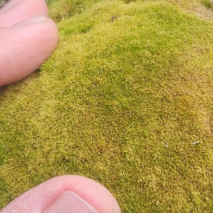 Puede incluir: Primer plano de un parche de musgo verde vibrante con una apariencia suave y texturizada. El musgo es una mezcla de tonos verdes claros y oscuros, con algunas áreas que muestran toques de amarillo y marrón. La imagen está bien iluminada.