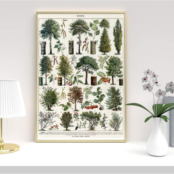Affiche de dessins d'arbres biologiques, schéma de plante, impression vintage 50 cm x 70 cm