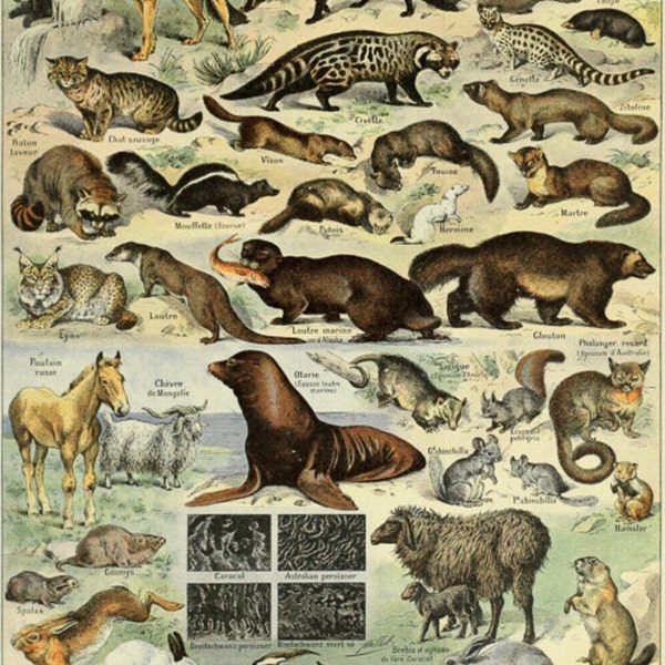 Impresión animal vintage, gráfico de mamíferos, cartel de biología francesa, ilustración educativa, arte de pared, decoración del hogar