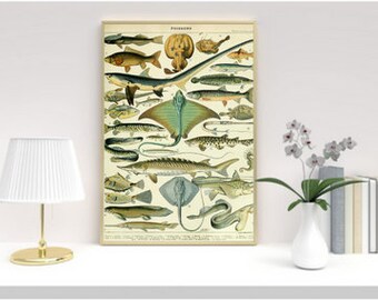 Vintage vis print, Franse vis grafiek biologie poster visserij illustratie Wall Art Home decor